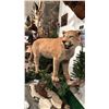 Image 2 : TAXIDERMIED FULL BODY COUGAR MOUNT WITH PAPERWORK