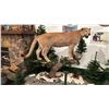 Image 4 : TAXIDERMIED FULL BODY COUGAR MOUNT WITH PAPERWORK