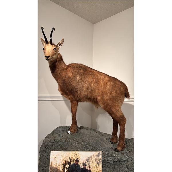 TAXIDERMIED FULL BODY CHAMOIS MOUNT