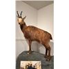 Image 1 : TAXIDERMIED FULL BODY CHAMOIS MOUNT