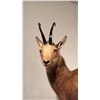 Image 2 : TAXIDERMIED FULL BODY CHAMOIS MOUNT