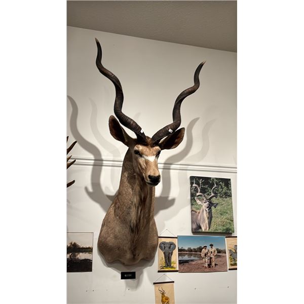 TAXIDERMIED KUDU HEAD MOUNT