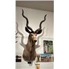 Image 1 : TAXIDERMIED KUDU HEAD MOUNT