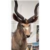Image 2 : TAXIDERMIED KUDU HEAD MOUNT