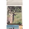Image 3 : TAXIDERMIED KUDU HEAD MOUNT