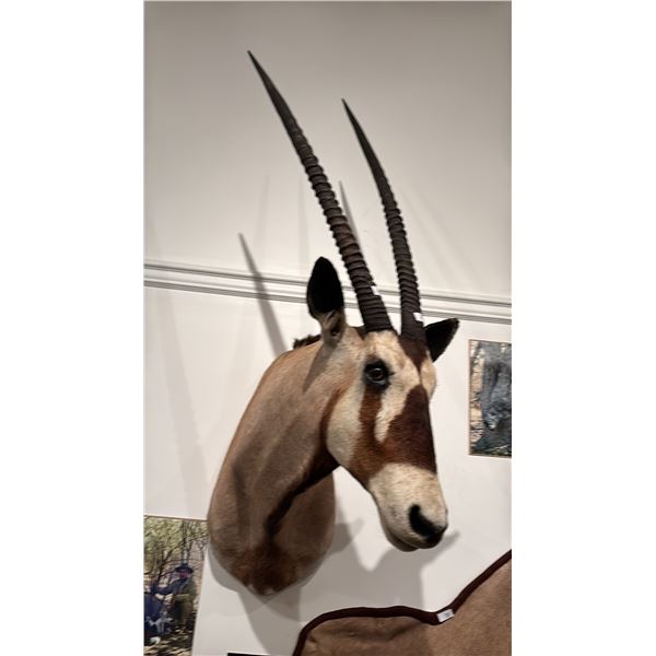 TAXIDERMIED ORYX HEAD MOUNT
