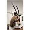 Image 1 : TAXIDERMIED ORYX HEAD MOUNT