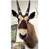 Image 2 : TAXIDERMIED ORYX HEAD MOUNT