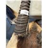 Image 4 : TAXIDERMIED ORYX HEAD MOUNT