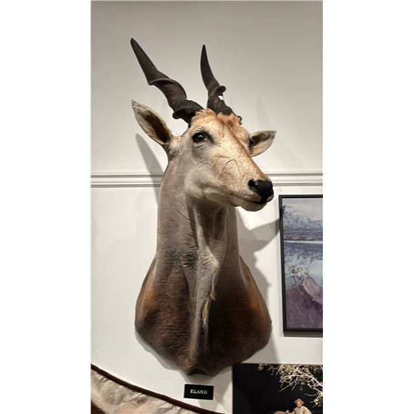 TAXIDERMIED ELAND HEAD MOUNT
