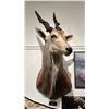 Image 1 : TAXIDERMIED ELAND HEAD MOUNT