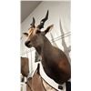 Image 2 : TAXIDERMIED ELAND HEAD MOUNT