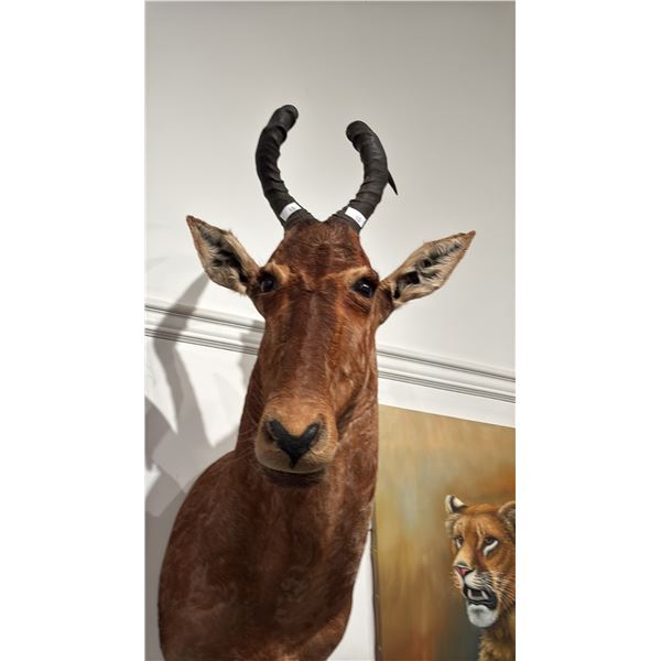 TAXIDERMIED RED HARTEBEEST HEAD MOUNT