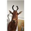 Image 1 : TAXIDERMIED RED HARTEBEEST HEAD MOUNT
