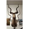 Image 1 : TAXIDERMIED KUDU HEAD MOUNT