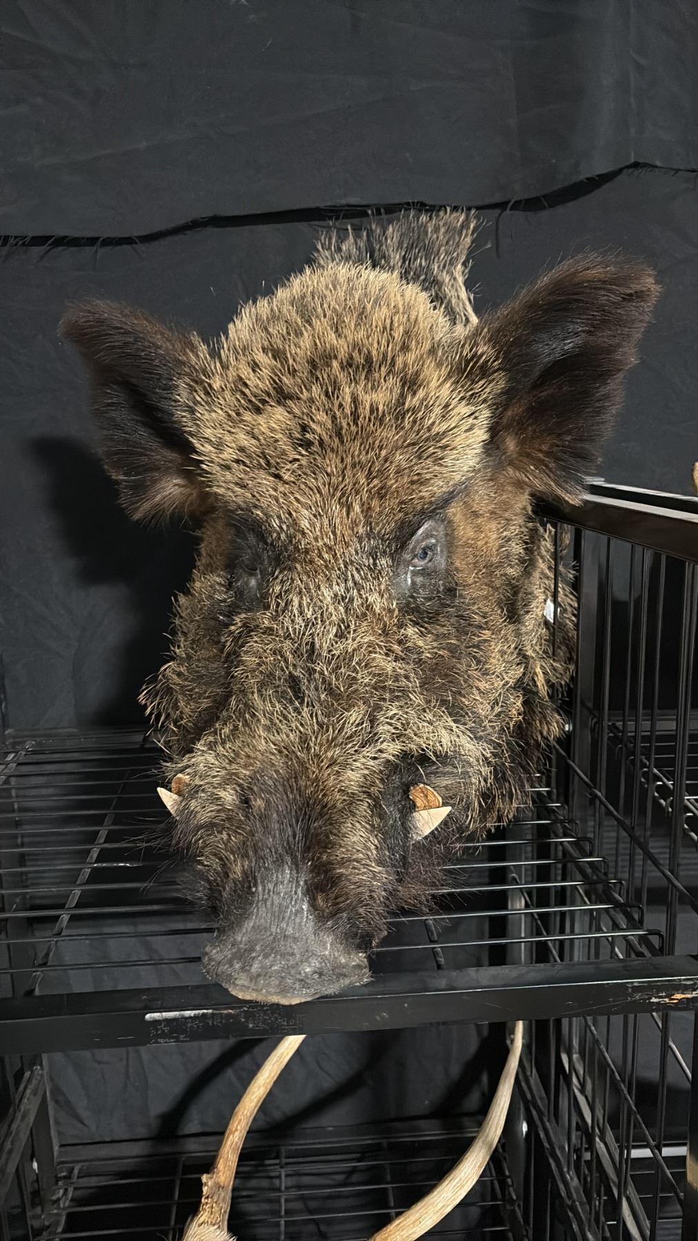 TAXIDERMIED WILD BOAR HEAD MOUNT Able Auctions