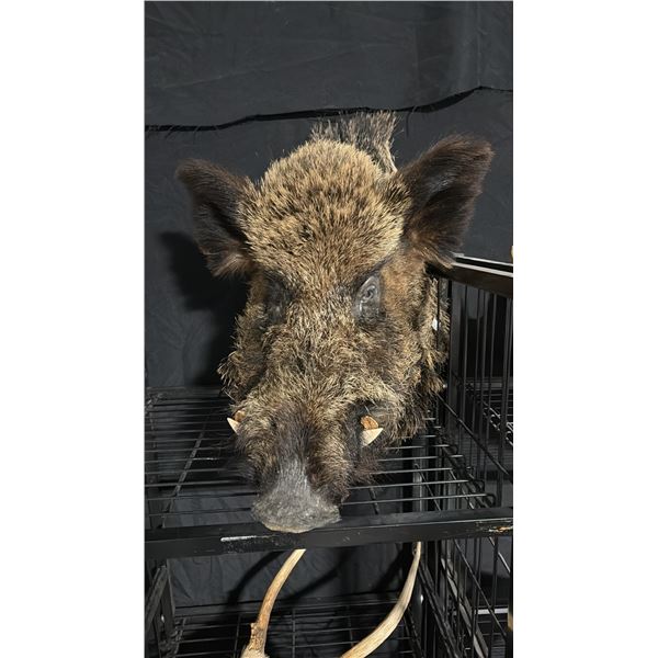 TAXIDERMIED WILD BOAR HEAD MOUNT