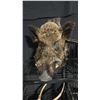 Image 1 : TAXIDERMIED WILD BOAR HEAD MOUNT
