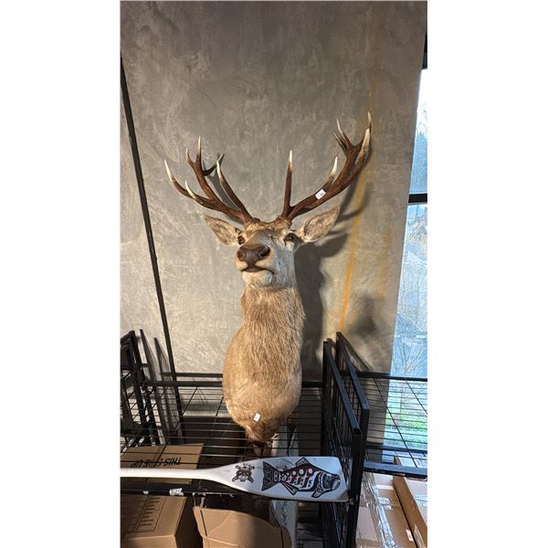 TAXIDERMIED RED STAG HEAD MOUNT