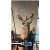 Image 1 : TAXIDERMIED RED STAG HEAD MOUNT