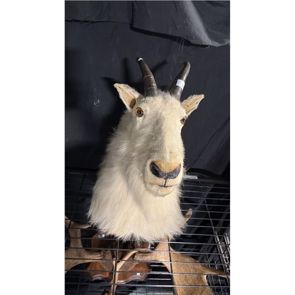 TAXIDERMIED MOUNTAIN GOAT HEAD MOUNT