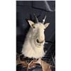 Image 1 : TAXIDERMIED MOUNTAIN GOAT HEAD MOUNT