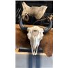 Image 1 : PAINTED BULL SKULL