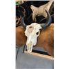 Image 2 : PAINTED BULL SKULL