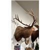 Image 2 : TAXIDERMIED ELK HEAD MOUNT