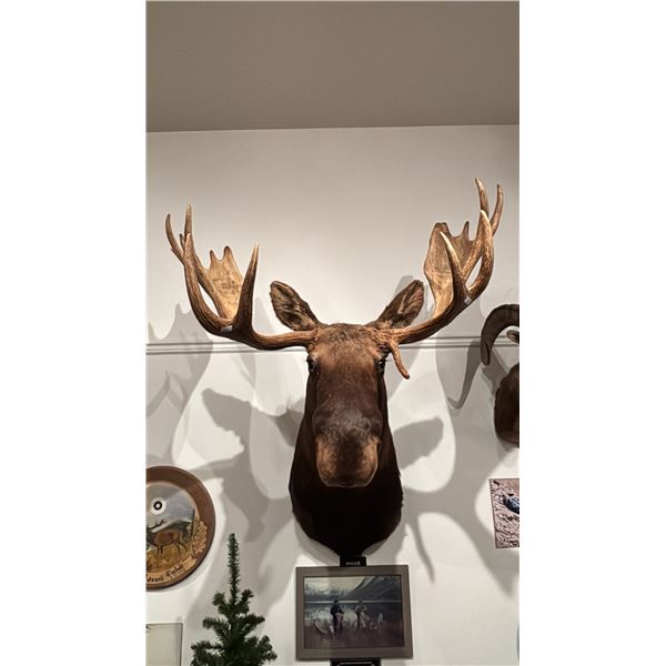 TAXIDERMIED MOOSE HEAD MOUNT