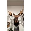 Image 1 : TAXIDERMIED MOOSE HEAD MOUNT WITH PAPER WORK