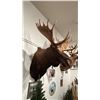 Image 2 : TAXIDERMIED MOOSE HEAD MOUNT WITH PAPER WORK