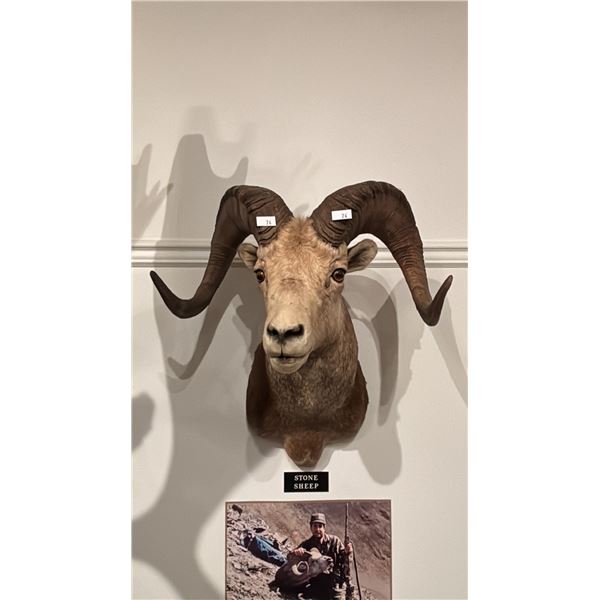 TAXIDERMIED STONE SHEEP HEAD MOUNT