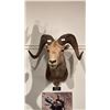 Image 1 : TAXIDERMIED STONE SHEEP HEAD MOUNT WITH PAPERWORK