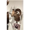 Image 2 : TAXIDERMIED STONE SHEEP HEAD MOUNT WITH PAPERWORK