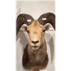 Image 3 : TAXIDERMIED STONE SHEEP HEAD MOUNT WITH PAPERWORK
