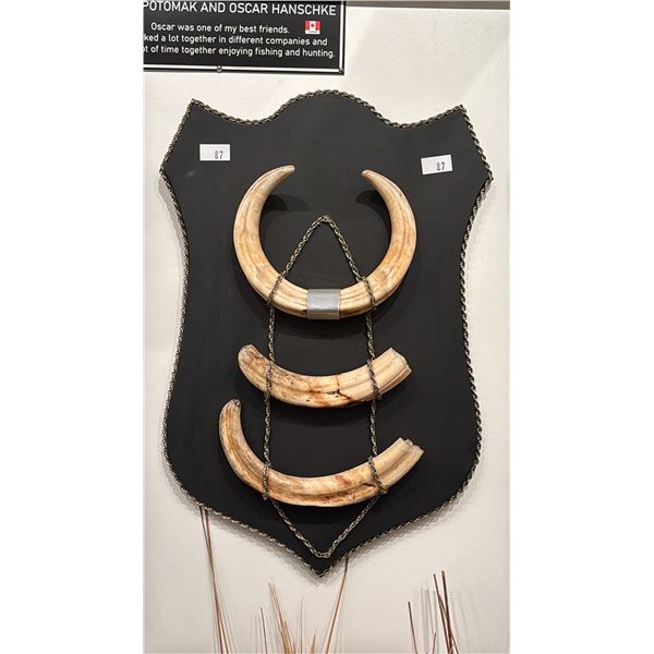 SET OF WILD BOARD TUSKS