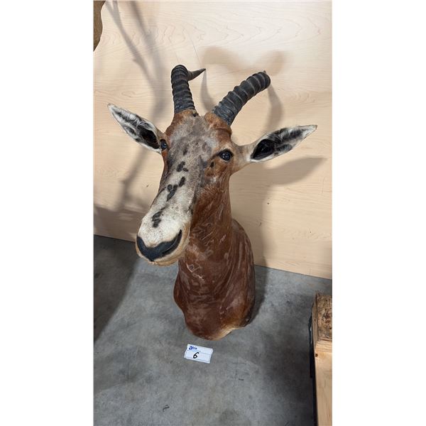 AFRICAN ANTELOPE HEAD MOUNT