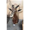 Image 1 : AFRICAN ANTELOPE HEAD MOUNT