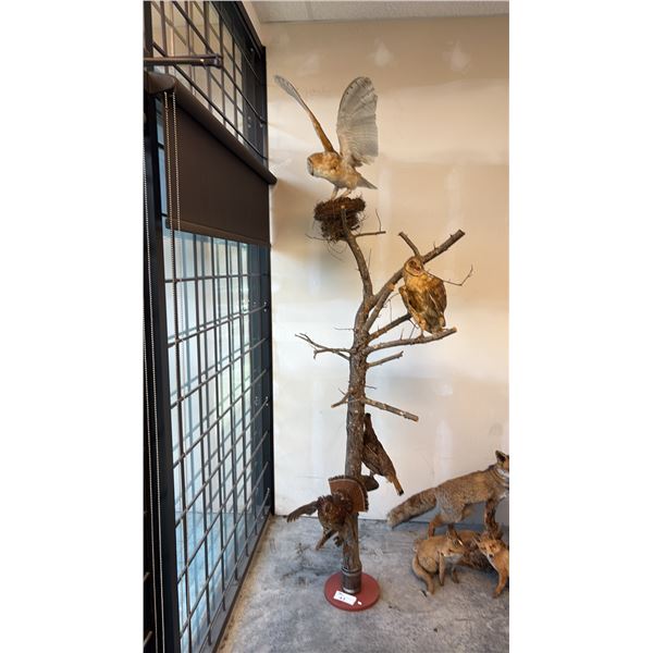 SCENERY FEATURE INC. 2 BARN OWLS AND 2 RUFFLED GROUSE APPROX. 104"H WITH PAPERWORK