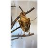Image 2 : SCENERY FEATURE INC. 2 BARN OWLS AND 2 RUFFLED GROUSE APPROX. 104"H WITH PAPERWORK