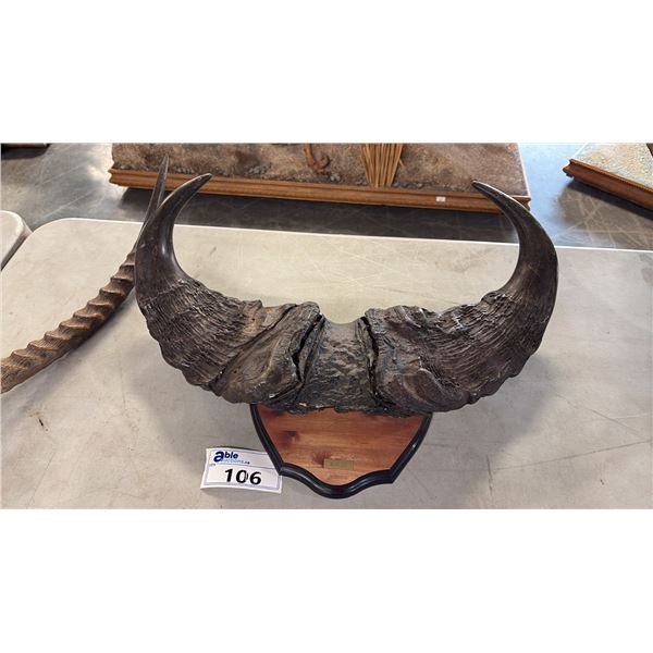 CAPE BUFFALO RACK MOUNTED