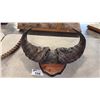 Image 1 : CAPE BUFFALO RACK MOUNTED