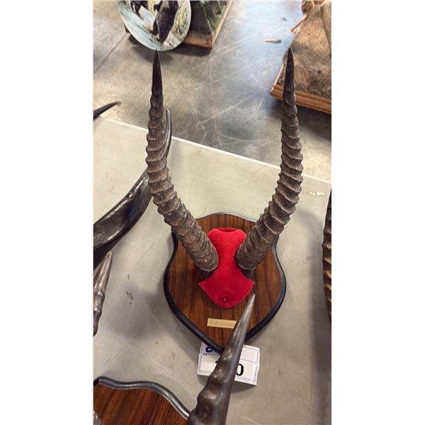 WALLER'S GAZELLE RACK MOUNTED