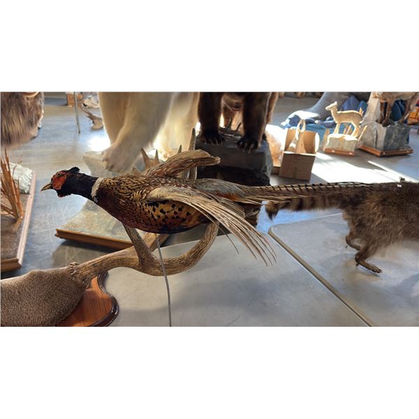 RING NECK FASAN IN FLIGHT
