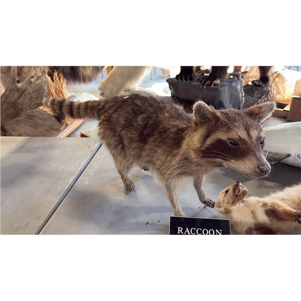 RACCOON
