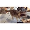 Image 1 : RACCOON