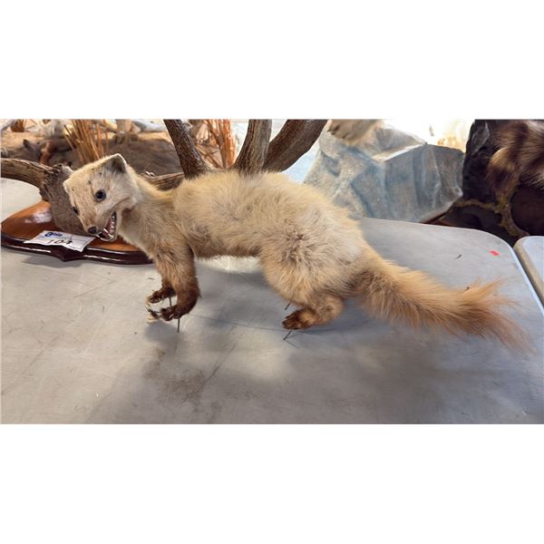 MARTEN