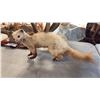 Image 1 : MARTEN