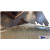 Image 2 : SALMON WITH CONDITIONS ISSUE
